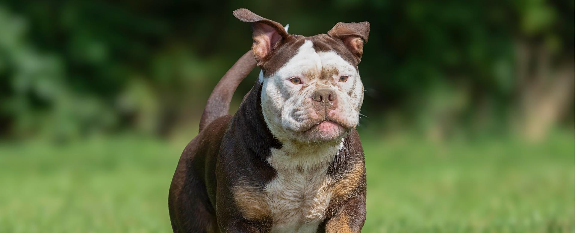 Vetena Verkäufe 11 Vetena Verkäufe -Vetena Verkäufe animal 9417081 1920