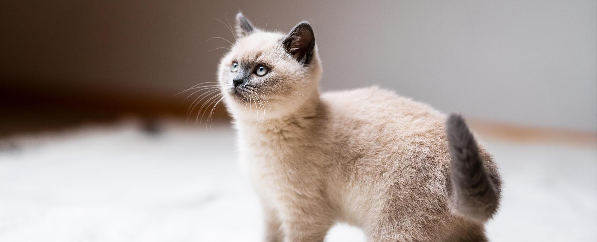 Vetena Verkäufe 1 Vetena Verkäufe -Vetena Verkäufe cat 7523894 1920