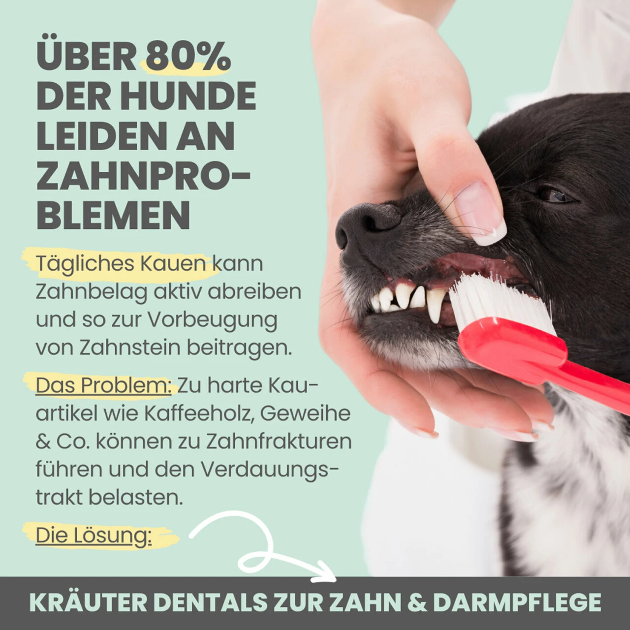 Noms+ Kräuter Dentals Für Hunde 6 Noms+ Kräuter Dentals Für Hunde – Bild 4