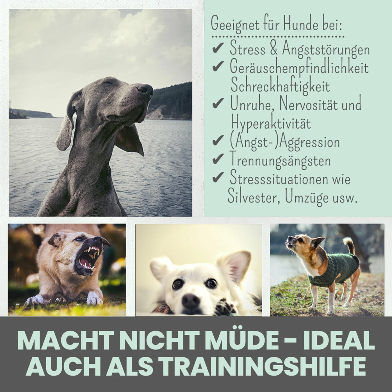 Noms+ Wohlfühlsnacks Für Hunde 7 Noms+ Wohlfühlsnacks Für Hunde – Bild 5