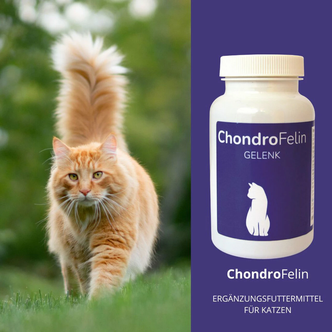 ReboTabs ChondroFelin Für Katzen 6 ReboTabs ChondroFelin Für Katzen – Bild 4