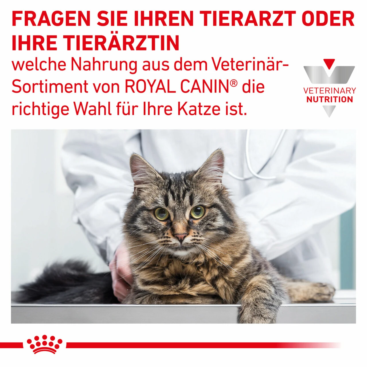 Royal Canin Gastrointestinal Kitten Nassfutter Für Katzen 8 Royal Canin Gastrointestinal Kitten Nassfutter Für Katzen – Bild 6