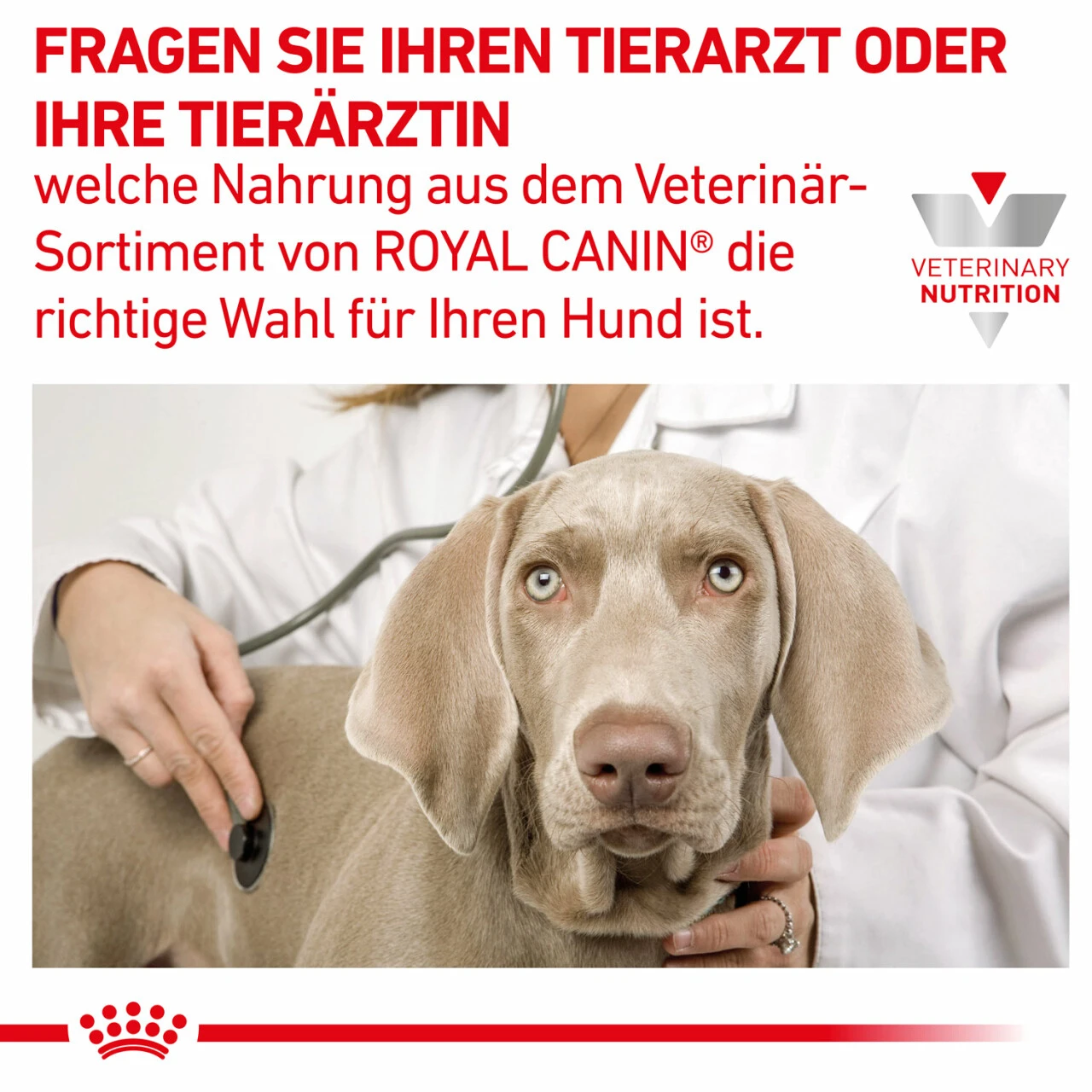 Royal Canin Hepatic Trockenfutter Für Hunde 10 Royal Canin Hepatic Trockenfutter Für Hunde – Bild 8